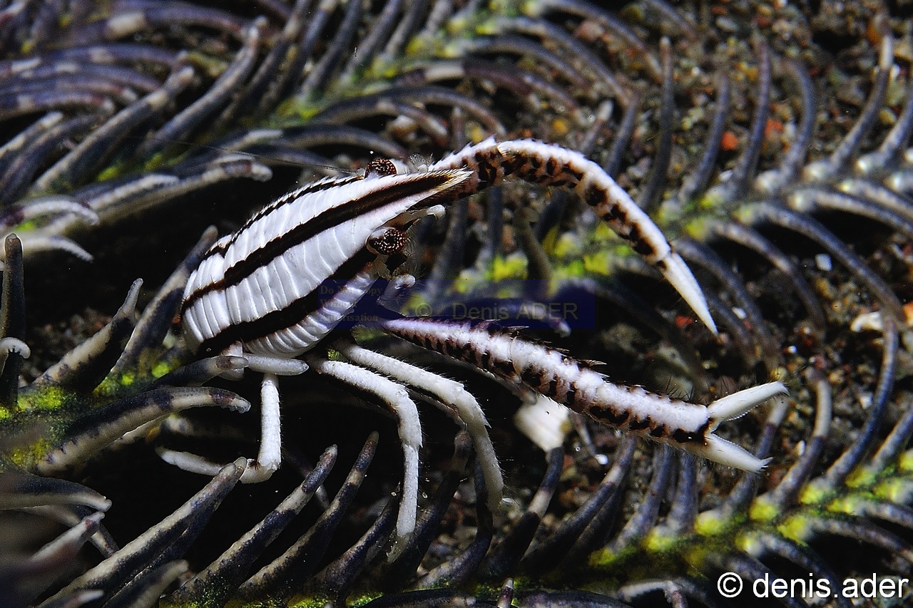Allogalathea elegans-Komodo Rino-19m-20160807-Denis-ADER-DSC_0717_tn.jpg